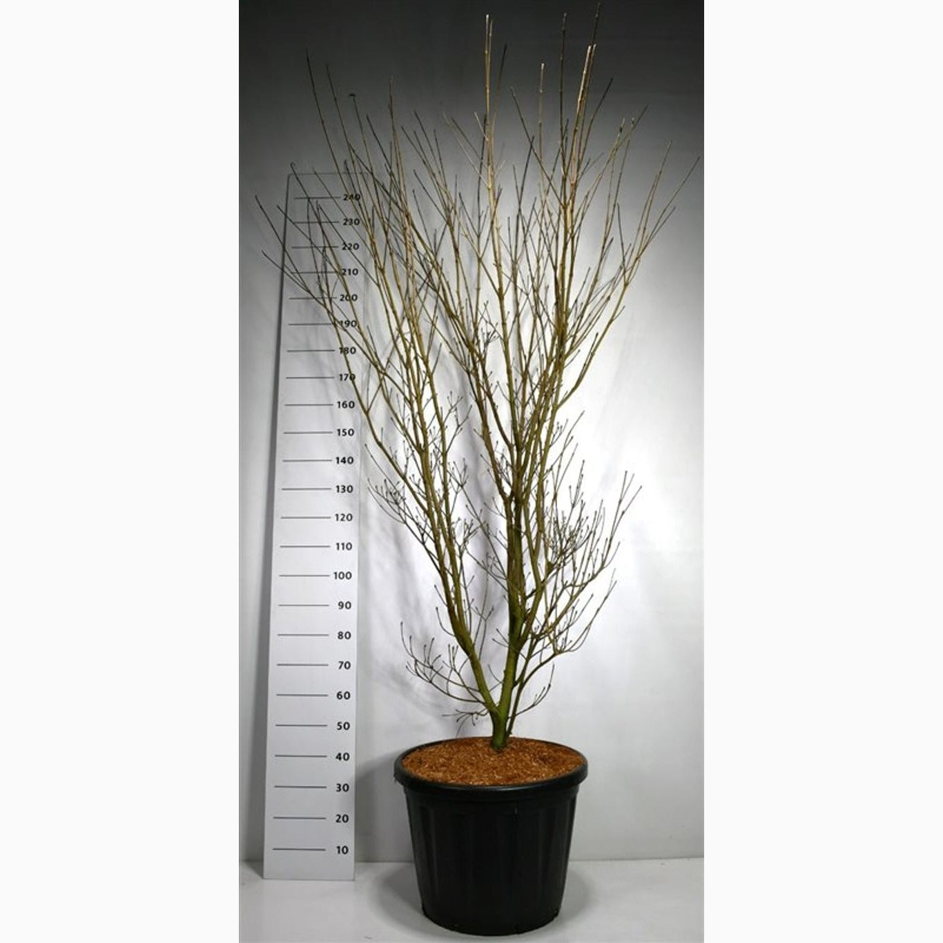 Japansk blomsterkornell – Cornus kousa 'Weisse Fontaine' - C80 175-200 CM